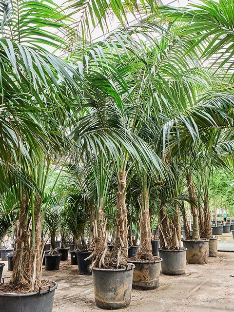 Howea forsteriana