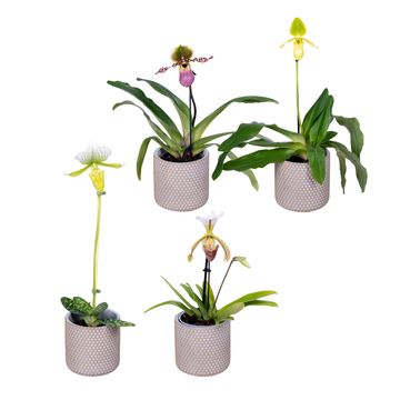 Paphiopedilum MIX