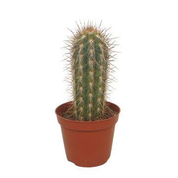 Pilosocereus gounellei