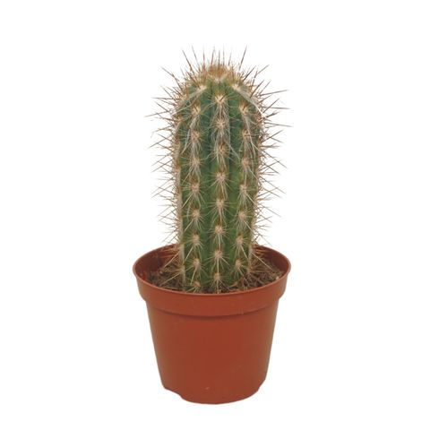 Pilosocereus gounellei