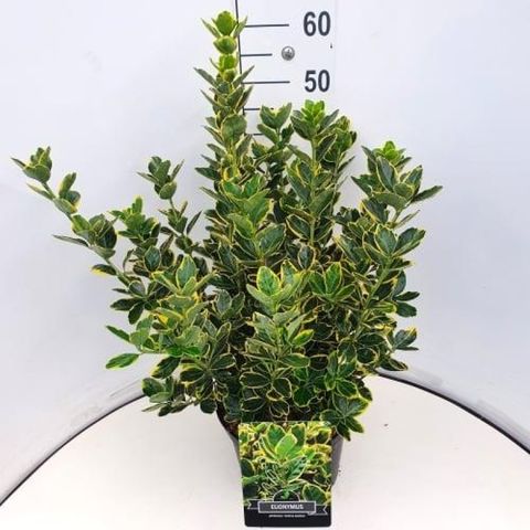 Euonymus japonicus 'Ovatus Aureus'