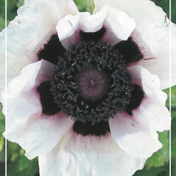 Papaver orientale 'Perry's White'