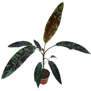 Musa acuminata zebrina