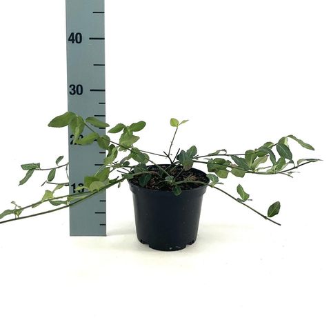 Euonymus fortunei 'Hort's Blaze'