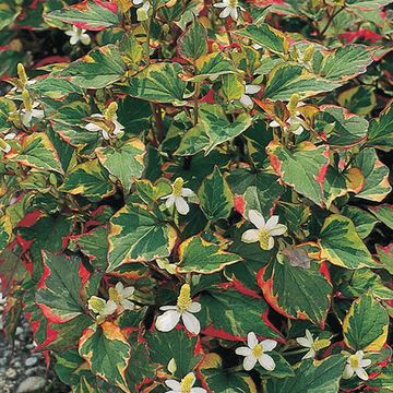 Houttuynia cordata 'Chameleon'