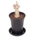 Adenium obesum ANSU BAOBAB