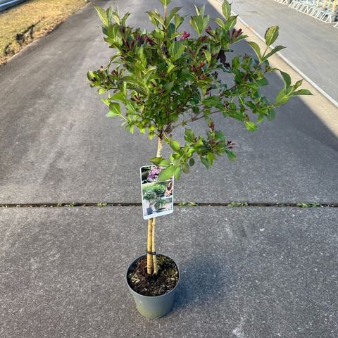 Weigela florida PINK POPPET