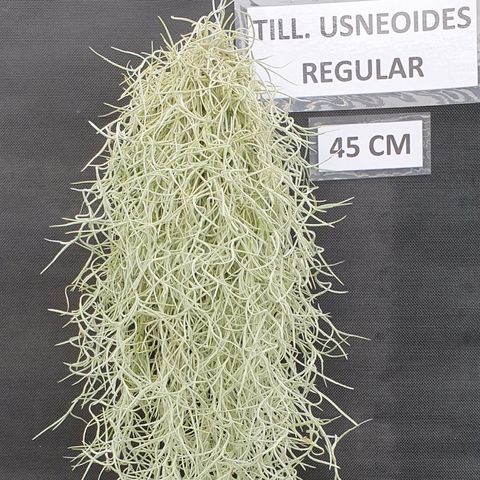Tillandsia usneoides — Plant Wholesale FlorAccess