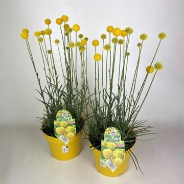 Craspedia globosa 'Golf Beauty'