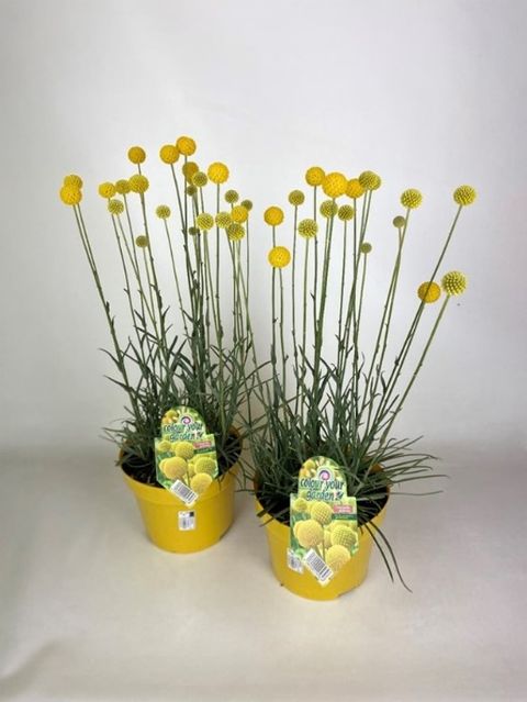 Craspedia globosa 'Golf Beauty'