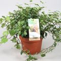 Hedera helix 'Jessica'