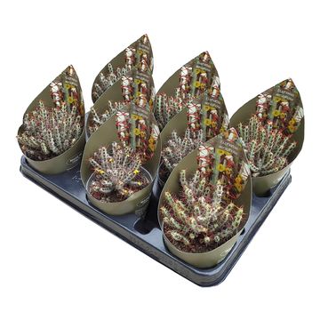 Euphorbia aeruginosa