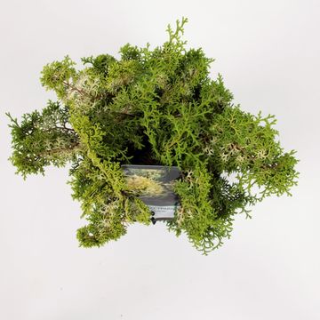 Chamaecyparis obtusa 'Lucas'