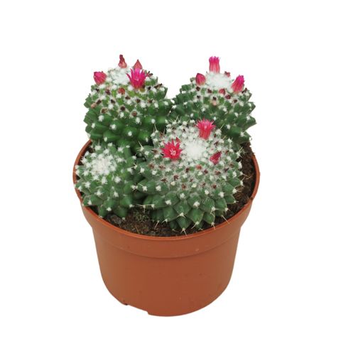 Mammillaria magnimamma 'Toluca'