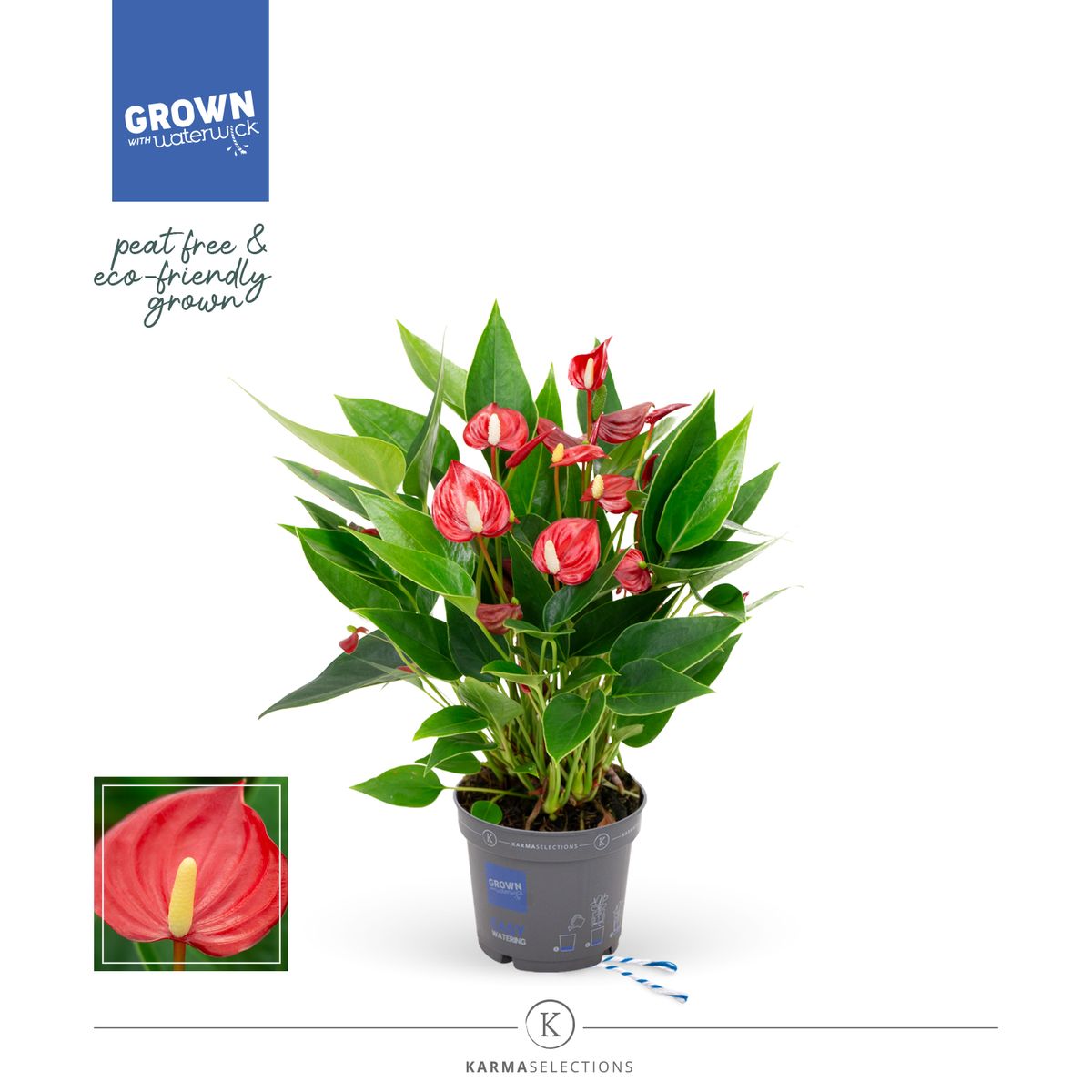 Anthurium MILLION FLOWERS RED — Plant Wholesale FlorAccess