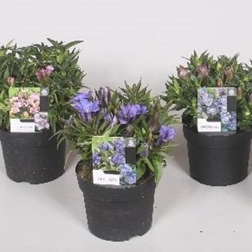 Gentiana scabra ROCKY DIAMOND MIX