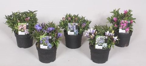 Gentiana scabra ROCKY DIAMOND MIX