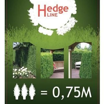 Thuja occidentalis 'Smaragd'