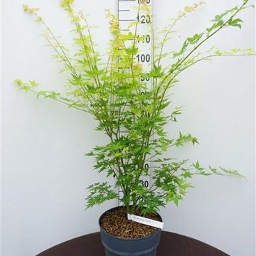 Acer palmatum 'Orange Dream'
