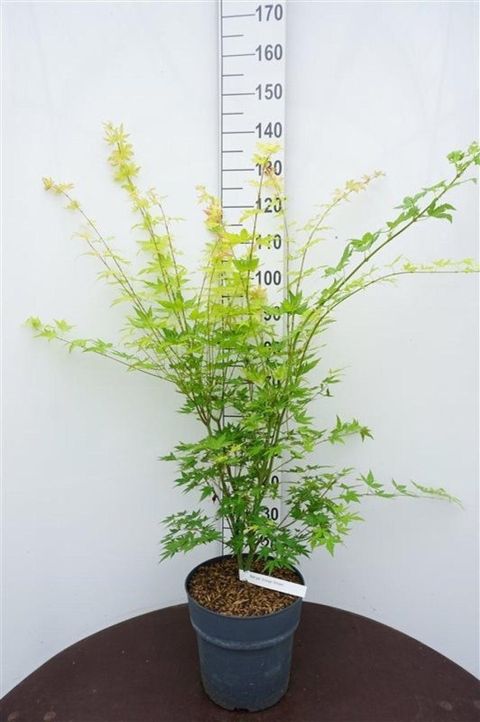 Acer palmatum 'Orange Dream'