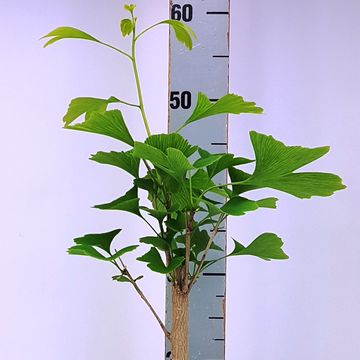 Ginkgo biloba