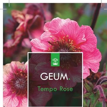 Geum TEMPO ROSE