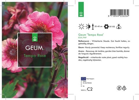 Geum TEMPO ROSE