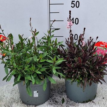 Gaura lindheimeri MIX