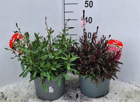 Gaura lindheimeri MIX