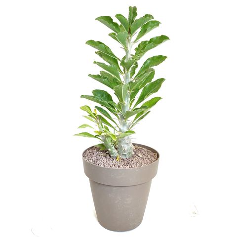 Pachypodium saundersii