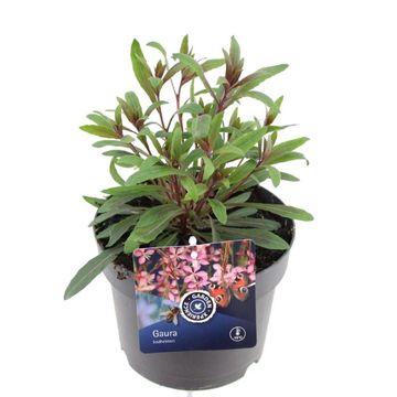 Gaura lindheimeri 'Steffi Dark Rose Impr.'