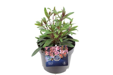 Gaura lindheimeri 'Steffi Dark Rose Impr.'