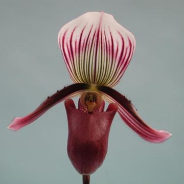 Paphiopedilum barbatum