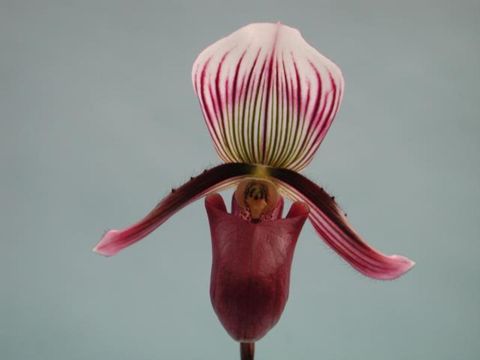 Paphiopedilum barbatum