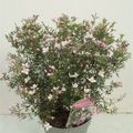 Boronia anemonifolia 'Pink Star'