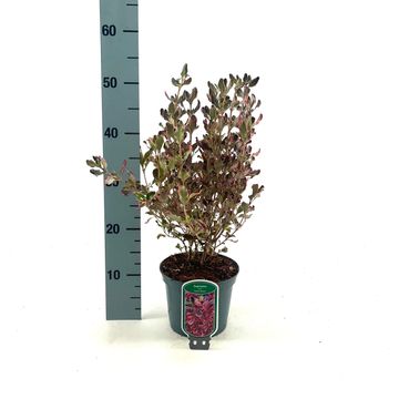 Coprosma repens 'Pacific Dawn'