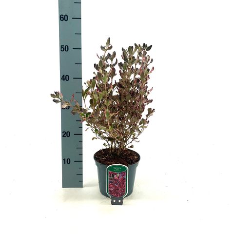 Coprosma repens 'Pacific Dawn'