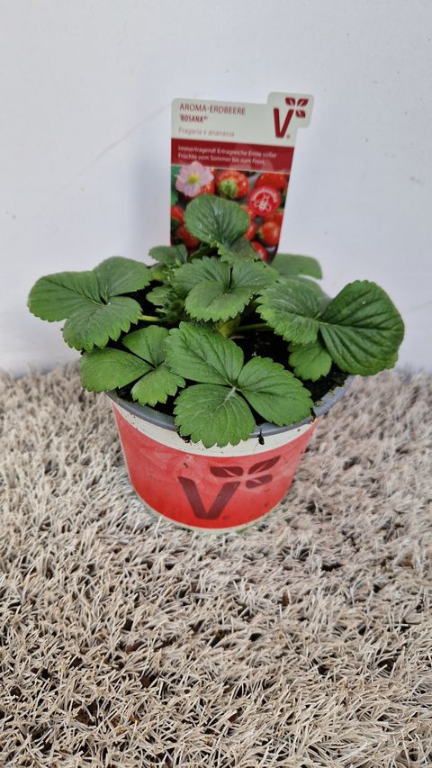 Fragaria x ananassa 'Rosana'