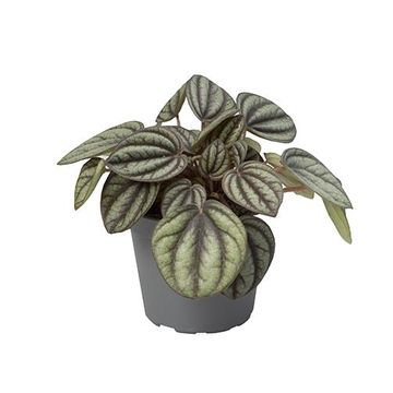 Peperomia 'Piccolo Banda'