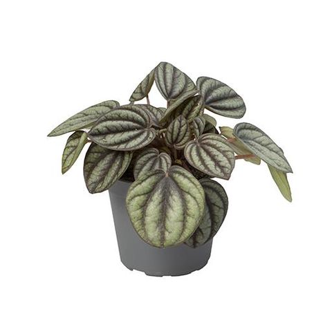 Peperomia 'Piccolo Banda'