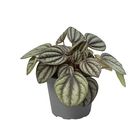 Peperomia 'Piccolo Banda'