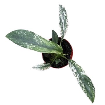 Epipremnum giganteum 'Marble Variegata'