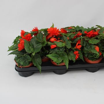 Begonia TENELLA F1 SALMON ORANGE