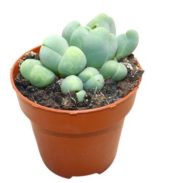 Vanheerdea divergens