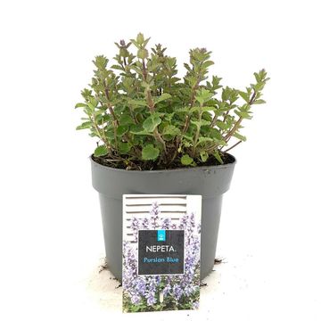 Nepeta 'Purrsian Blue'