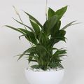 Arrangemang Spathiphyllum