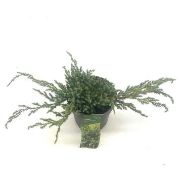 Juniperus squamata 'Blue Carpet'