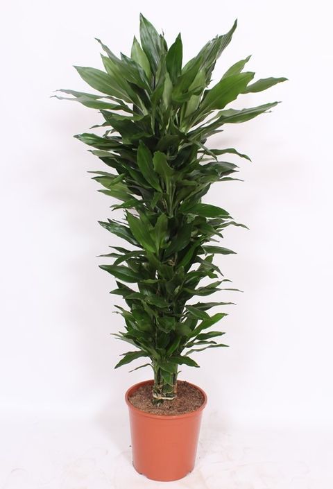 Dracaena fragrans 'Janet Lind'