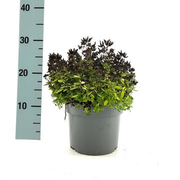 Origanum vulgare 'Compactum'