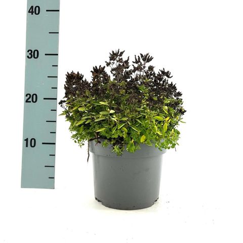 Origanum vulgare 'Compactum'